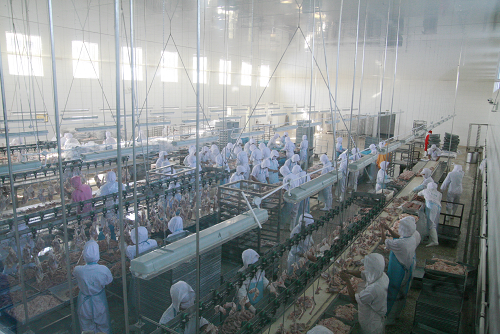 黑龍江大森林食品集團 綠色食品的生態生產基地