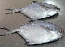 水產品深加工招商 抓住藍色經濟機遇，共創財富未來