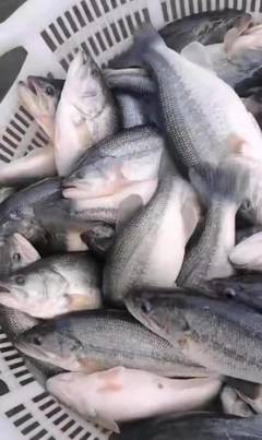 稻田養(yǎng)鱸新思路 2萬條加州鱸零死亡，收購價(jià)達(dá)12.5元/斤的生態(tài)致富經(jīng)
