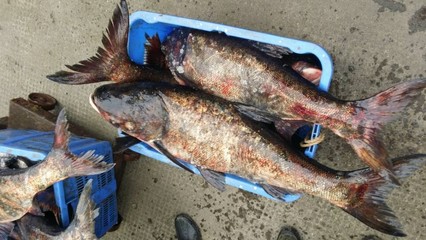 穩(wěn)定采購花白鰱、大草魚、羅非魚，日需1.5萬斤，誠尋長期供應(yīng)商
