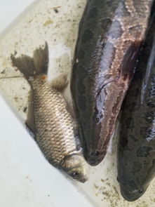 從魚塘到餐桌的起點(diǎn) 我在江蘇老家收購水產(chǎn)品的日常與感悟