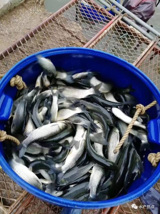 普漲0.2元/斤！草魚的春天來了，還是回光返照？