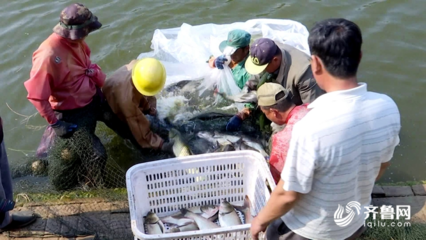 魚躍人歡慶豐收 聊城“扶貧魚”帶動(dòng)水產(chǎn)品收購熱