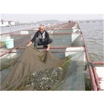 遼寧顏楊水產(chǎn) 水產(chǎn)品收購產(chǎn)業(yè)鏈中的玉米收購業(yè)務(wù)解析